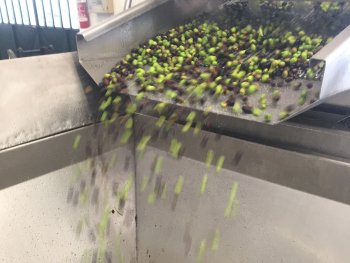 Die Oliven werden gewaschen